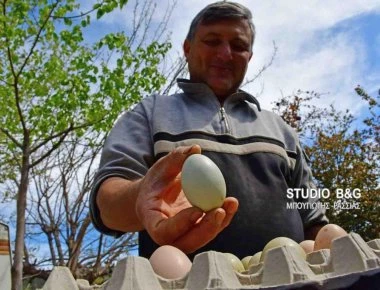 Ναύπλιο: Οι κότες έχουν αρχίσει να γεννούν ... πράσινα αυγά! (φωτό, βίντεο)